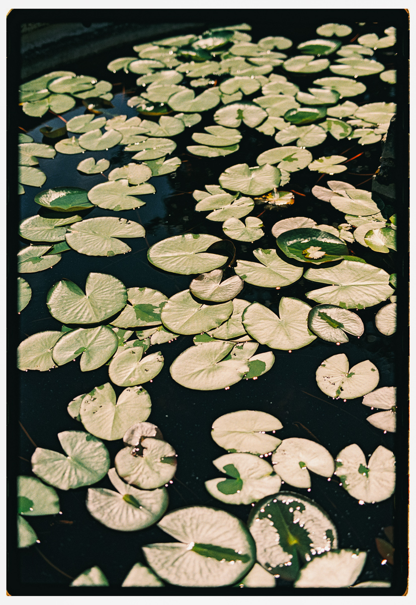 Film photograph of lily pads on a garden pond