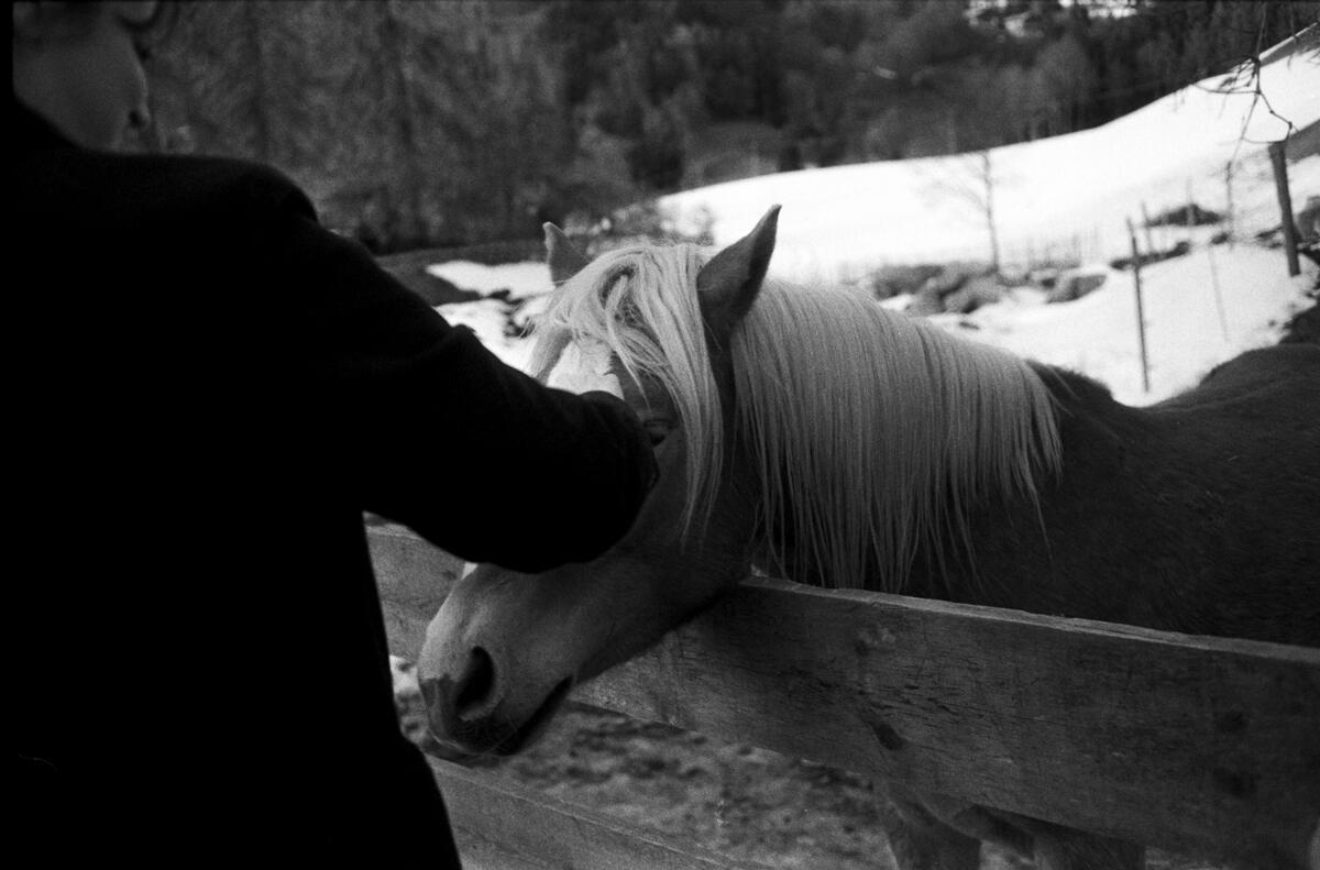 Black and white film photograph of a person's hand reaching through a wooden fence to touch a pale horse, snowy hillside and pine forest visible in the background