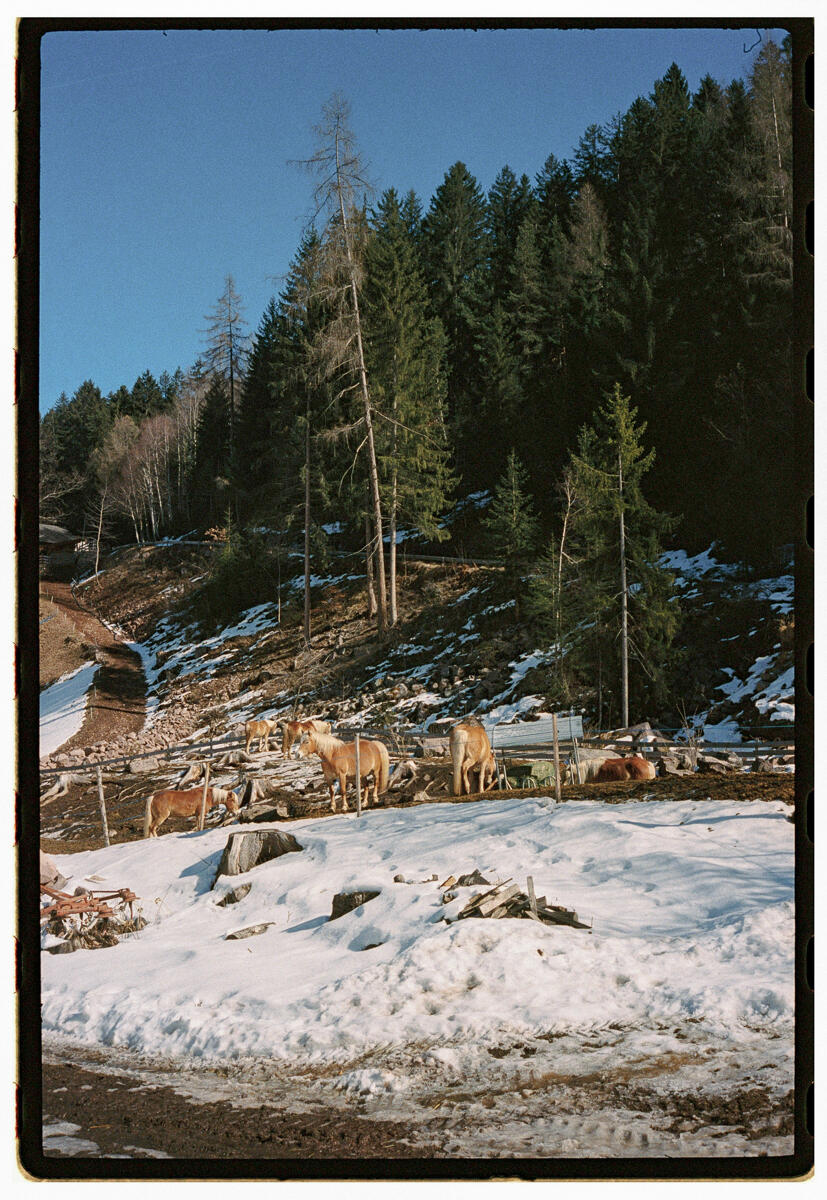 Film photograph of a small herd of Haflinger horses on a snowy mountain slope, dense pine forest behind them under a clear blue sky
