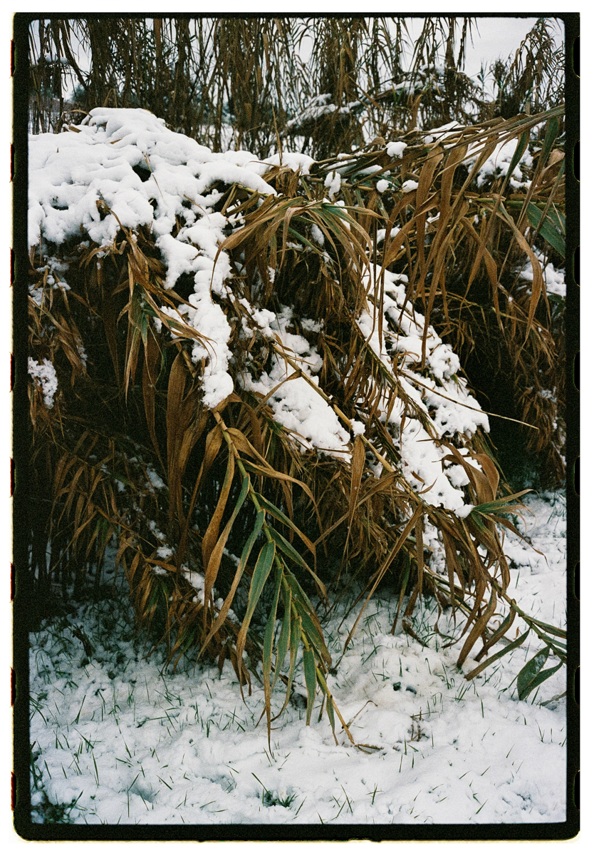 Film photograph of snow-laden bamboo or ornamental grass, golden dried leaves bending under the weight of snow, green blades still visible beneath