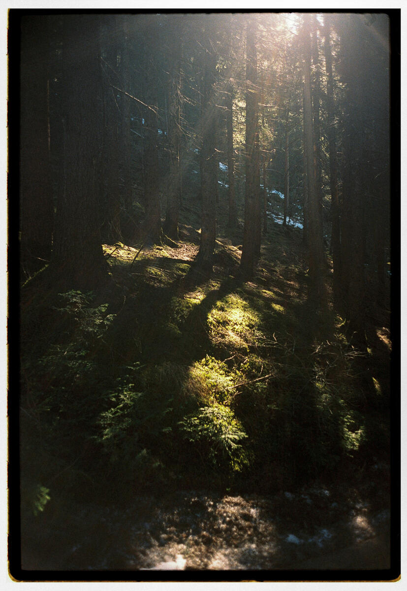 Film photograph of a dark mountain forest interior, shafts of sunlight breaking through dense fir trees and illuminating patches of bright moss on the forest floor
