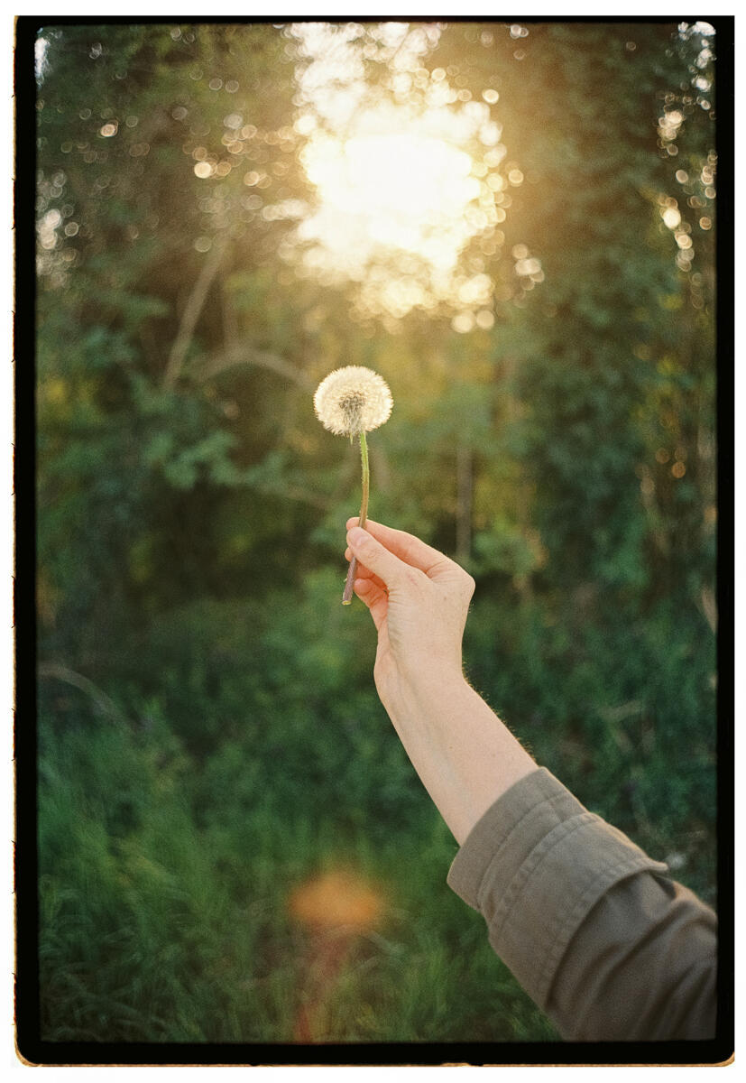 Film photograph of a hand holding up a dandelion seed head against bright backlit golden sunlight, green garden foliage blurred in the background