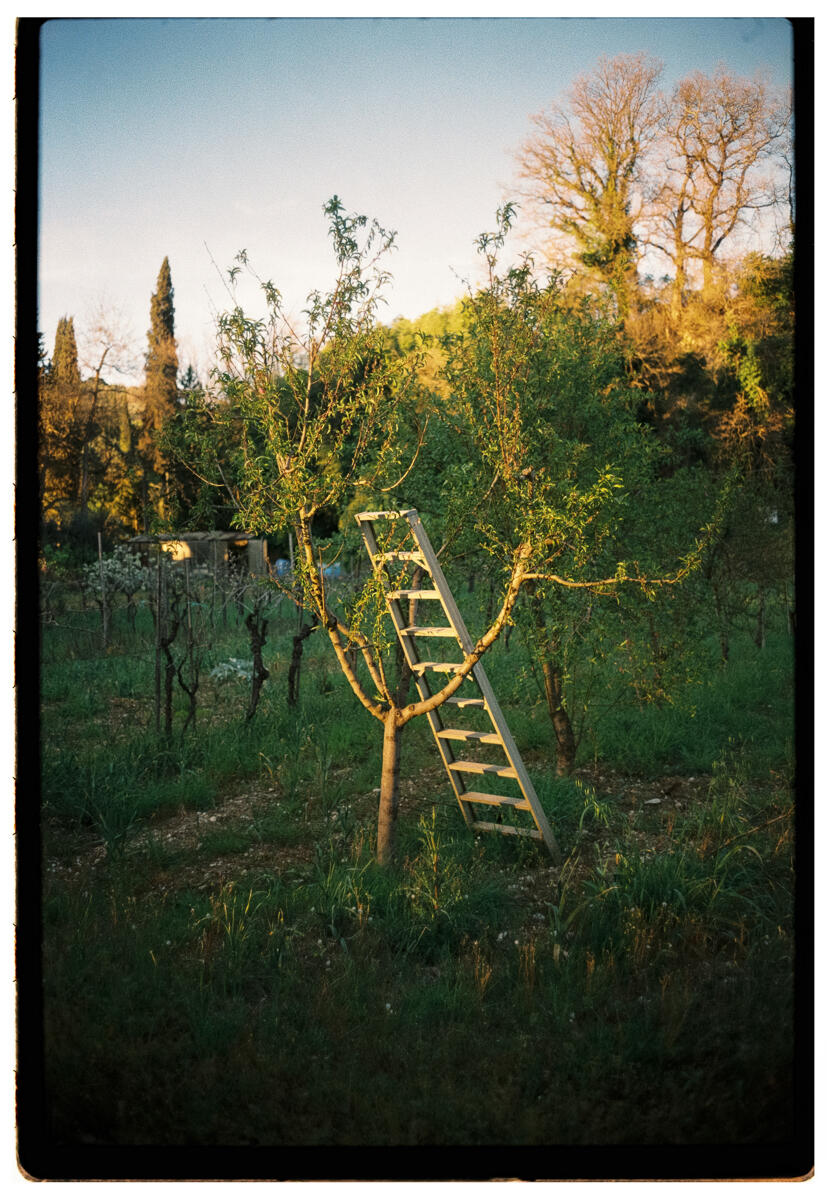 Film photograph of a wooden orchard ladder leaning against a fruit tree in a Tuscan garden at golden hour, cypress trees and other trees visible in the background