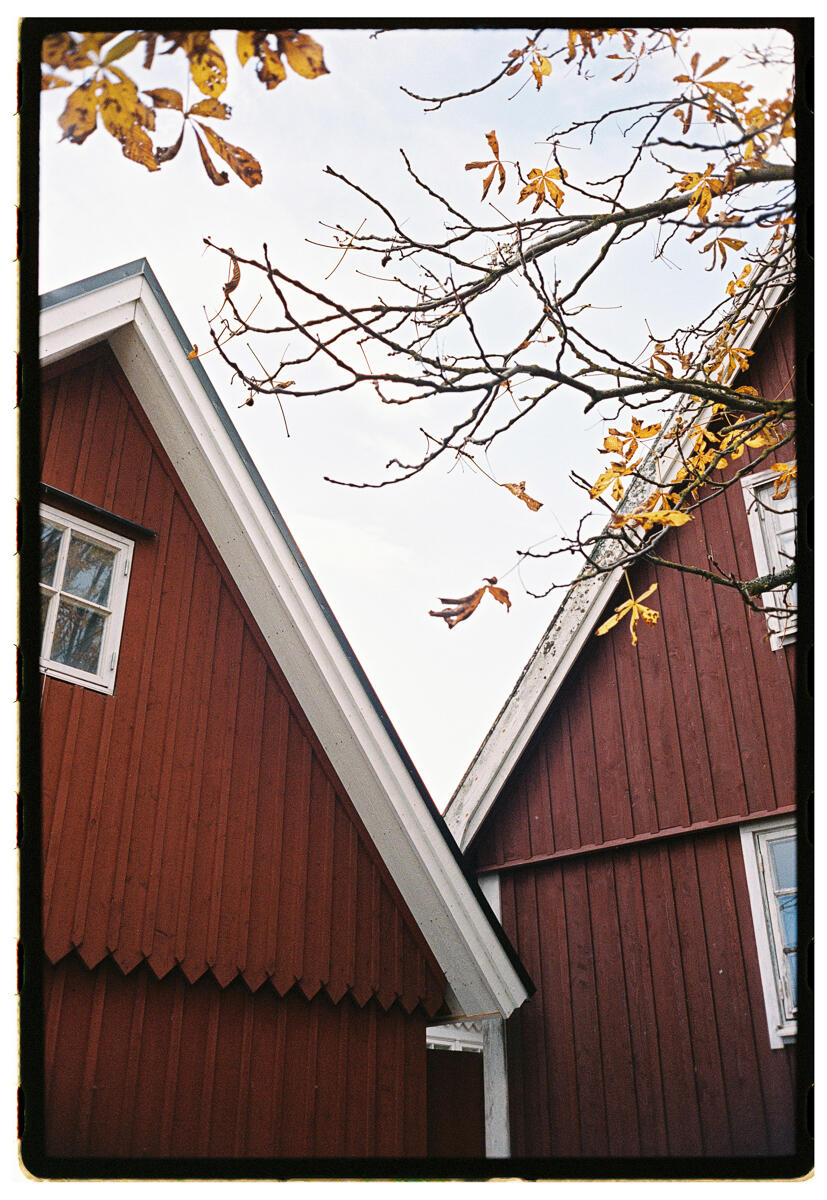 Film photograph looking up at two deep red Scandinavian timber buildings, their rooflines forming a V-shape against a pale sky, autumn chestnut leaves in the upper frame